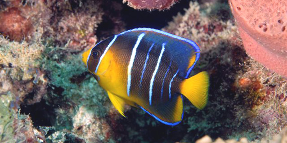 Dive With South Florida Diving Headquarters